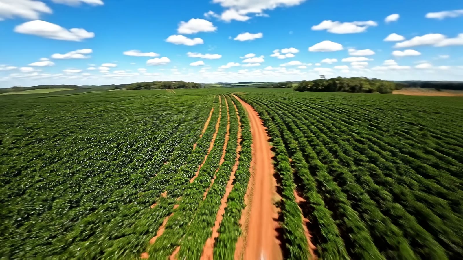 Lavoura de café em dia claro, vista de drone